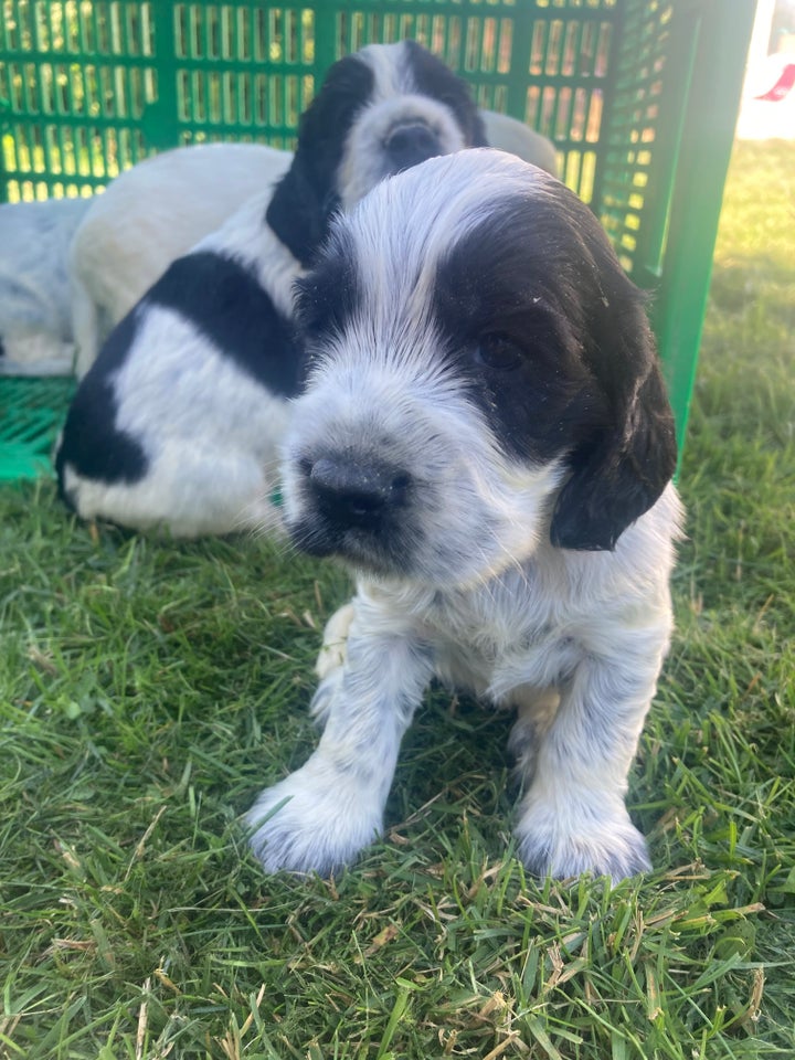 søde cocker spaniel hvalpe