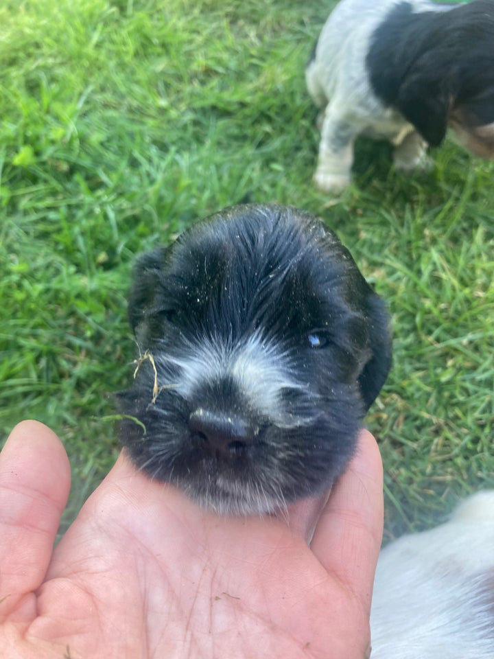 søde cocker spaniel hvalpe