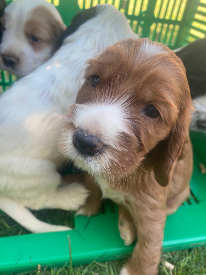 søde cocker spaniel hvalpe