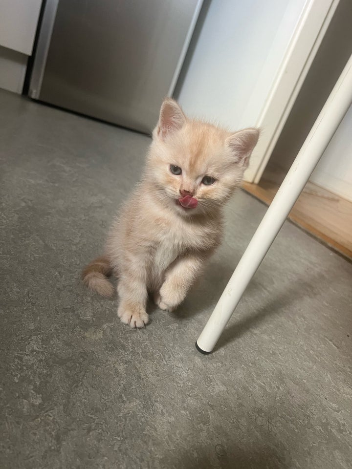 Hankat, British shorthair, 9 uger