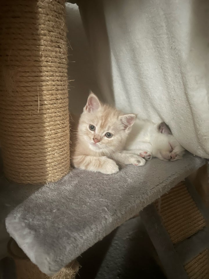 Hankat, British shorthair, 9 uger