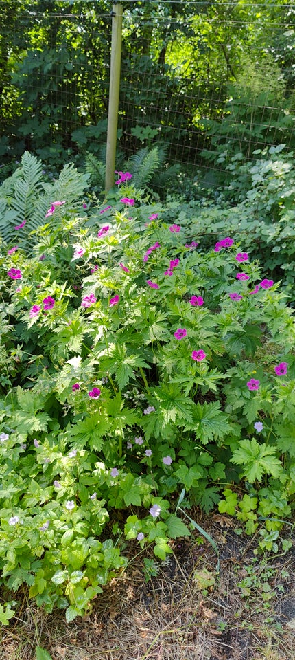 Staude 6 stk Geranium