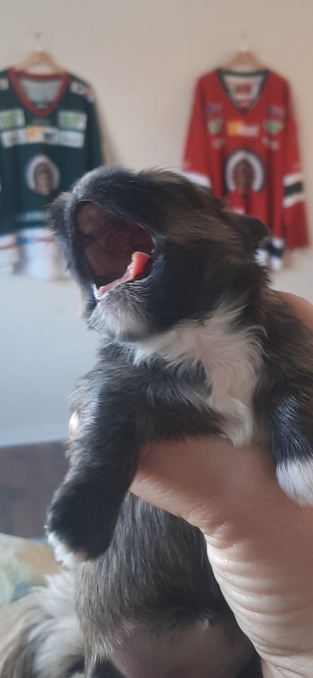 Lhasa apso, hvalpe, 2 uger