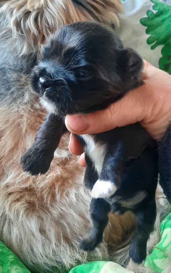 Lhasa apso, hvalpe, 2 uger