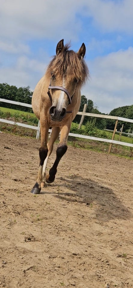 Blanding hoppe 1 år