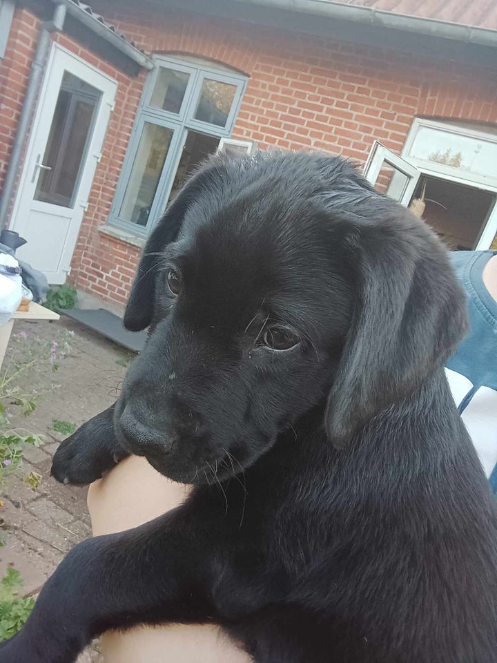 Uimodståelige han labrador