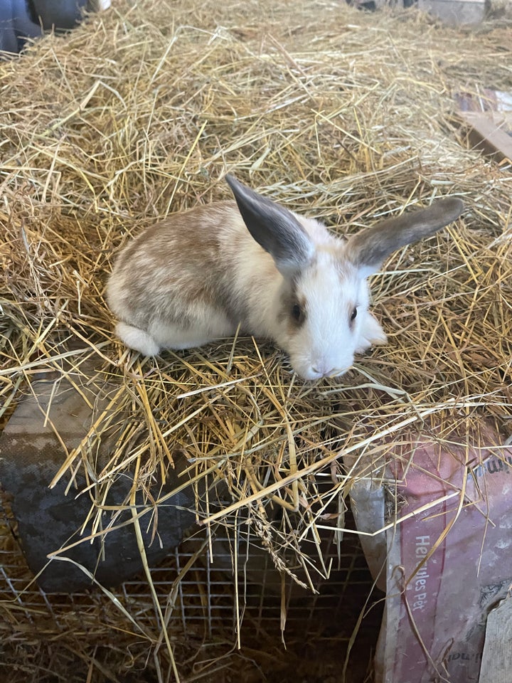 Kanin Løvekrydsninger 0 år