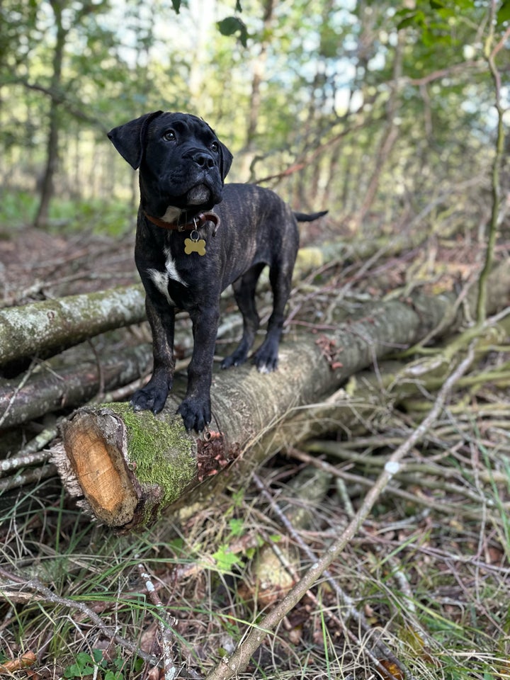 Bullmastiff, hund, 7 mdr.