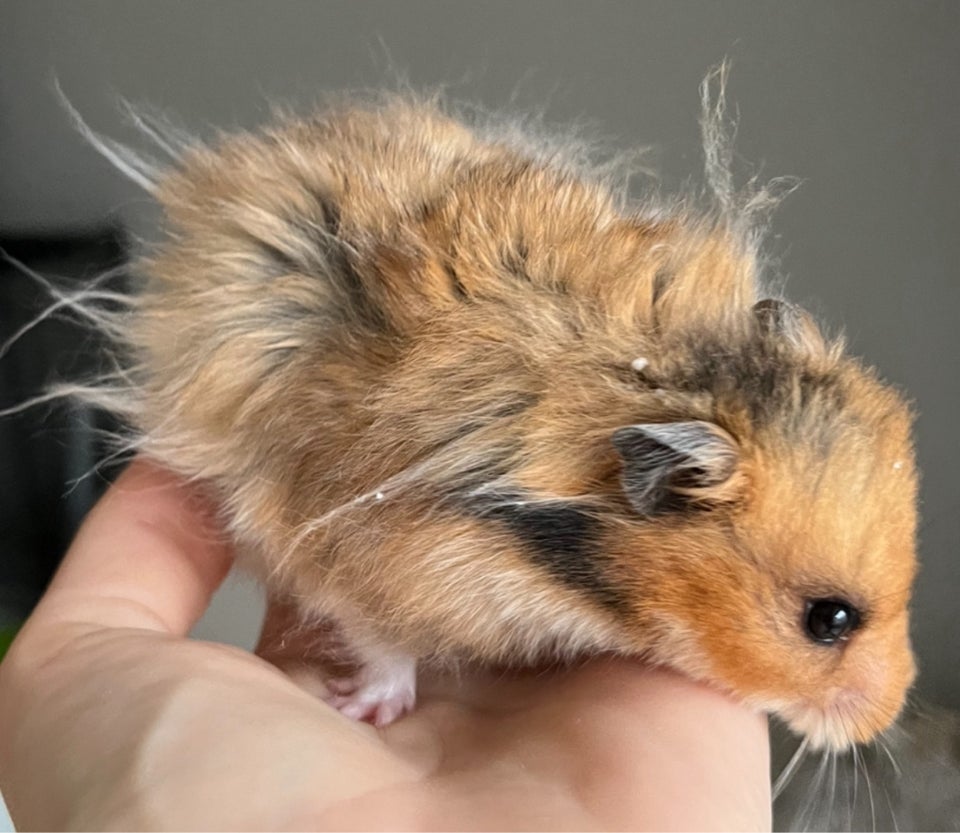 Hamster, Guldhamster, 0 år