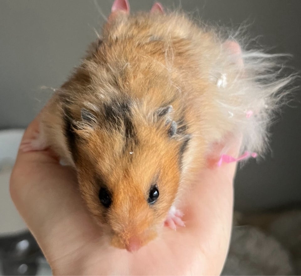 Hamster, Guldhamster, 0 år