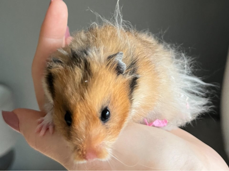 Hamster, Guldhamster, 0 år