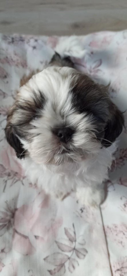 Shih tzu