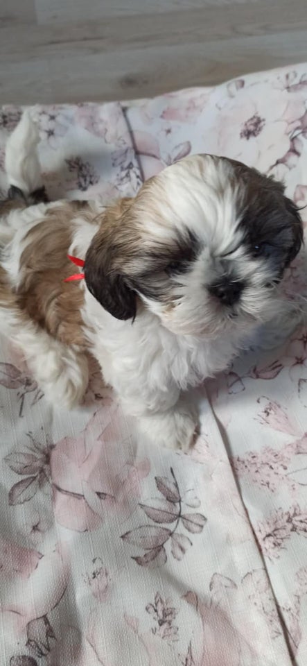 Shih tzu