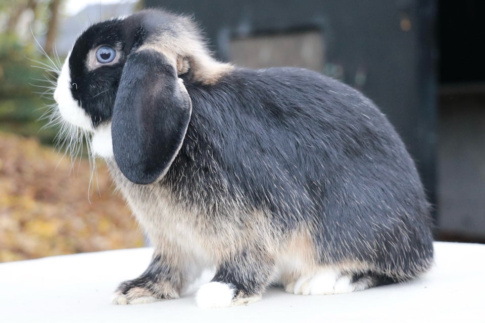 Kanin, Minilop, 0 år