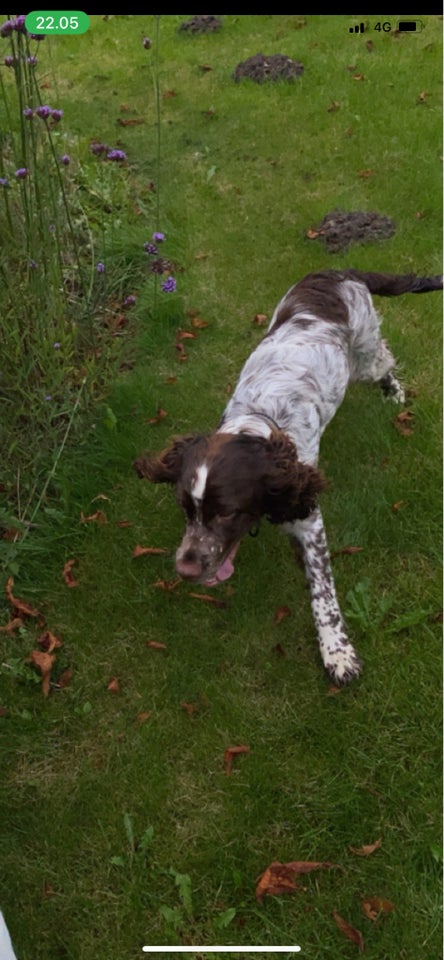 Engelsk Springer Spaniel  hund 2