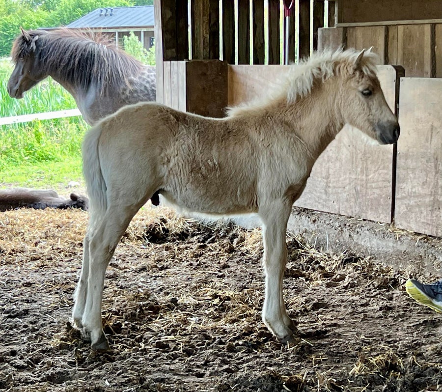 Islænder hingst 0 år