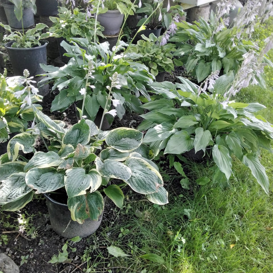 Hosta stauder Hosta