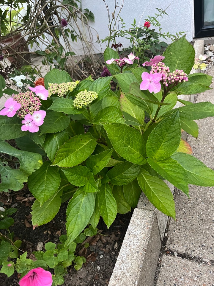 Hortensia