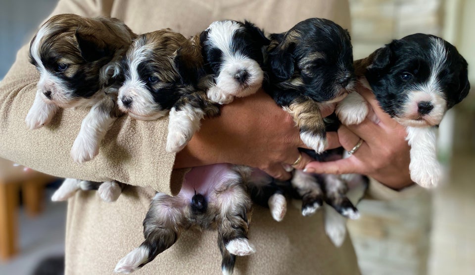 Brichon Havanese/Malteser