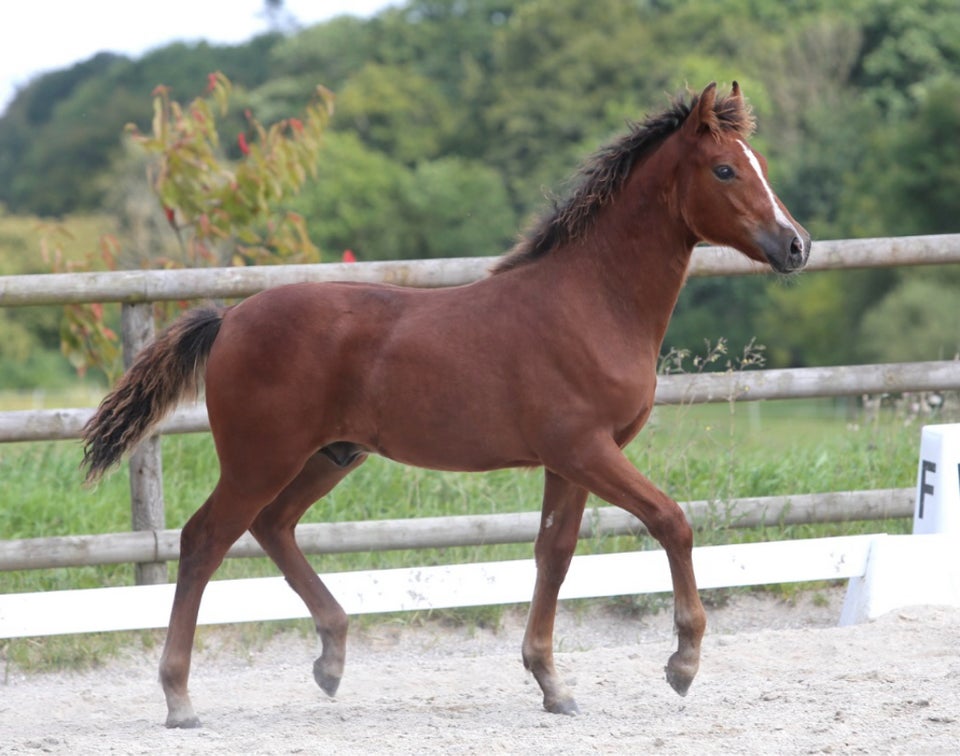 New Forest hingst 0 år