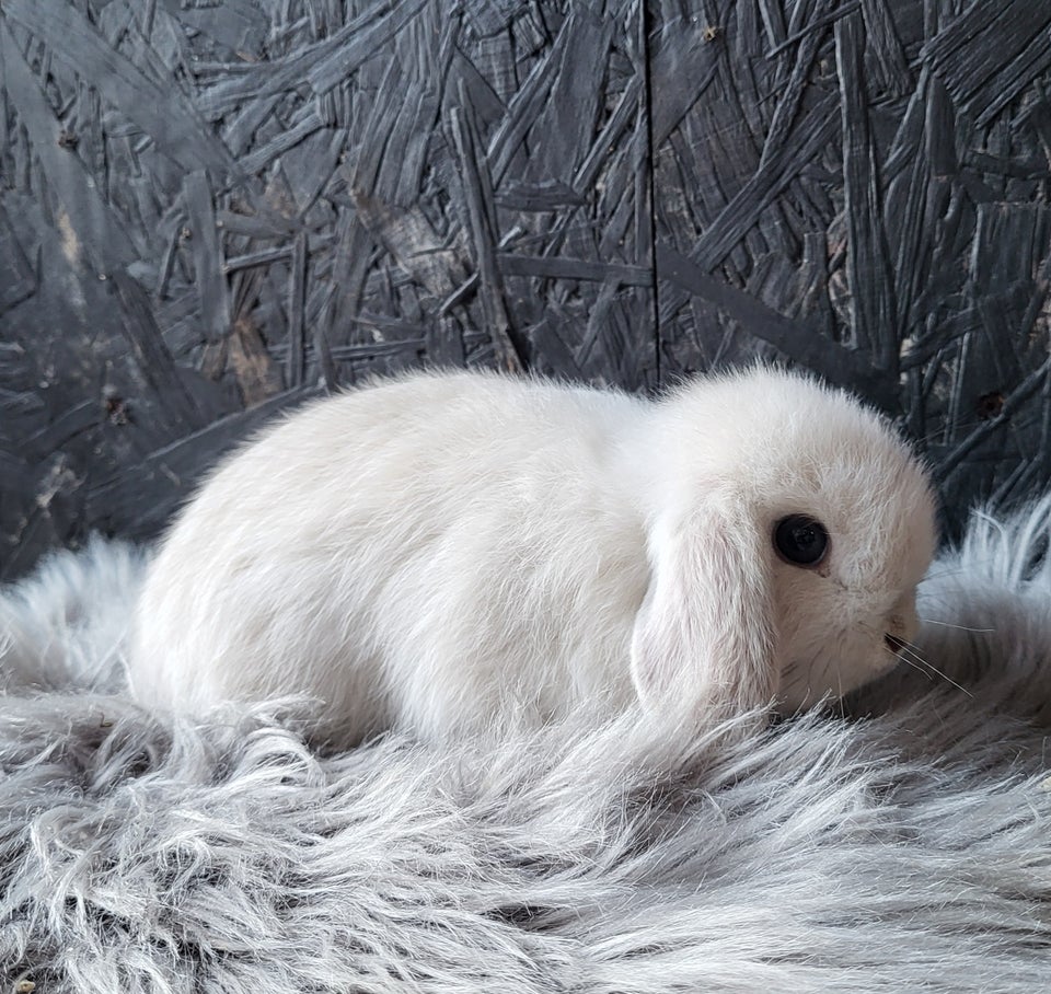 Kanin, Mini Lop, 0 år