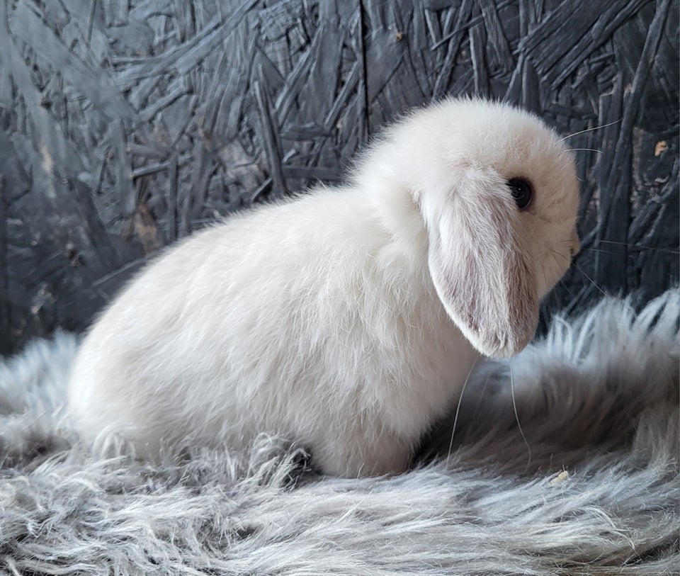 Kanin, Mini Lop, 0 år