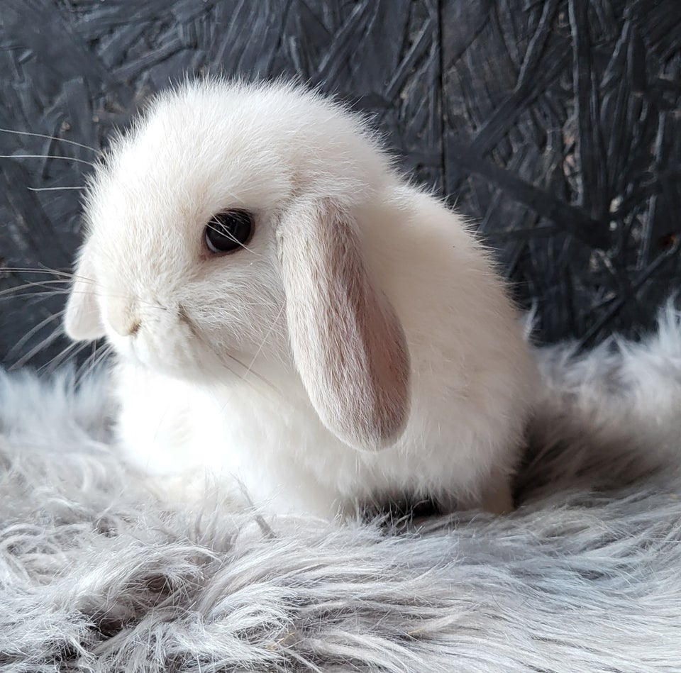 Kanin, Mini Lop, 0 år