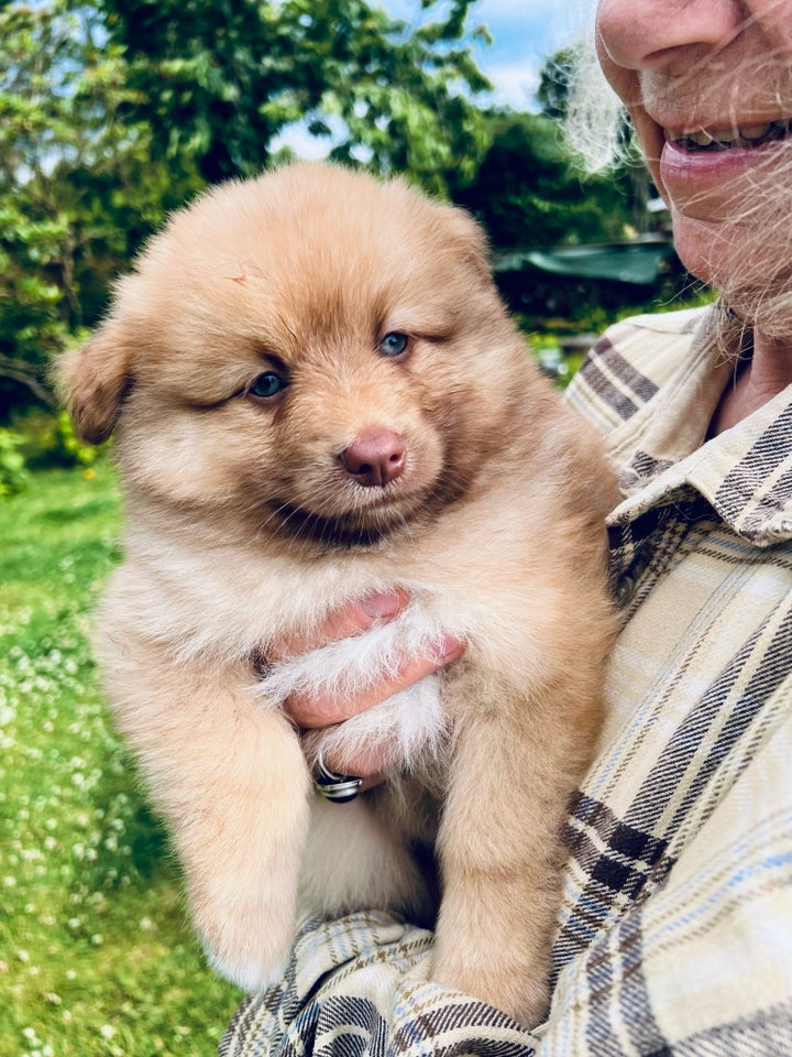 Pomsky/Mini Aussie/Mittelspitz