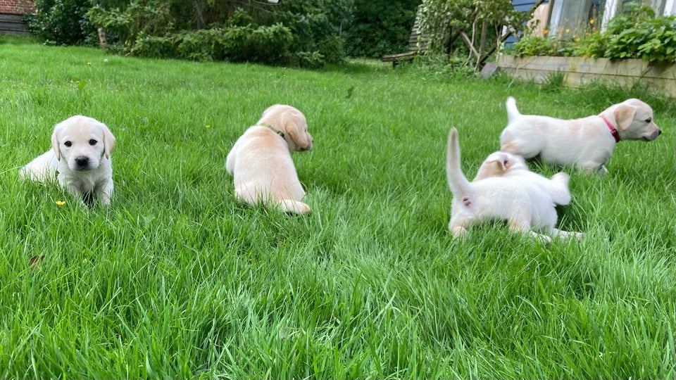 Labrador hvalpe salgsklare