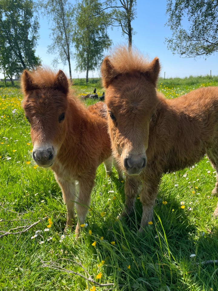 Shetlandspony hoppe 0 år