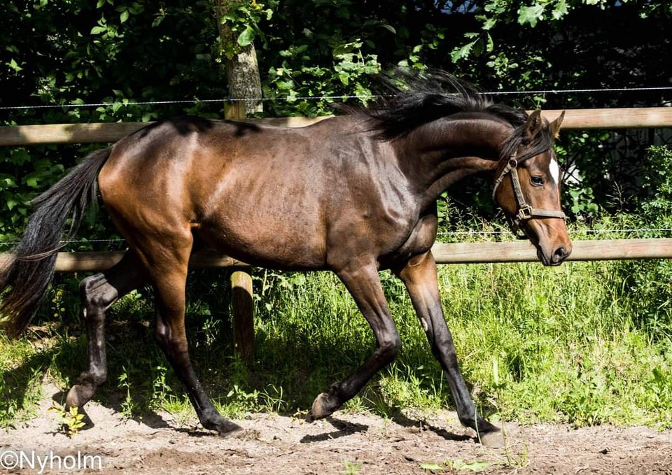 Dansk Varmblod hoppe 2 år