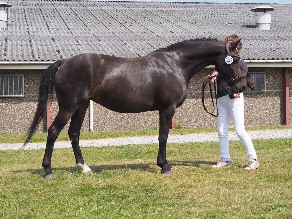 Knabstrupper, hoppe, 11 år