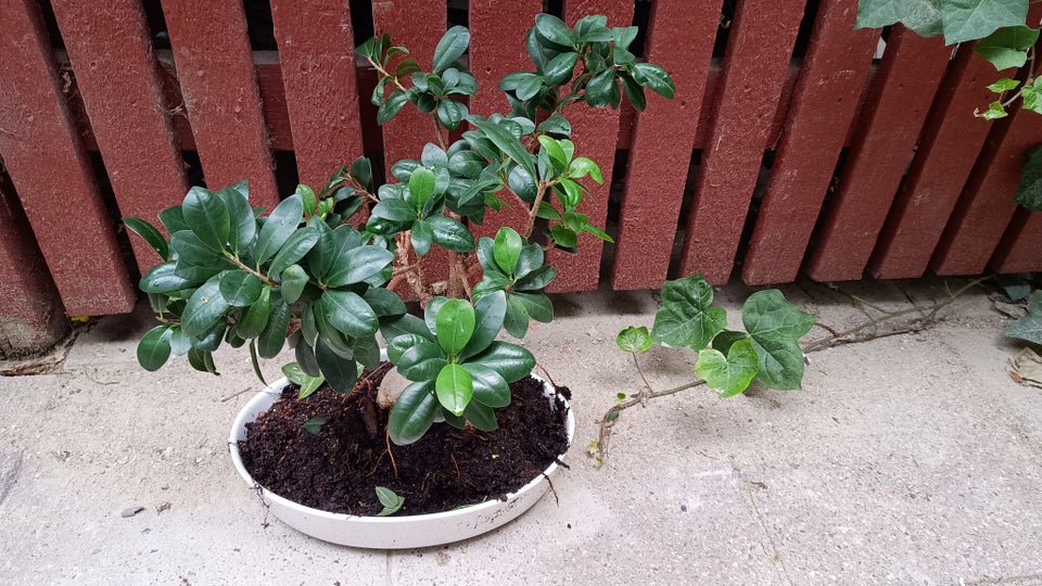 Bonsai Ficus microcarpa