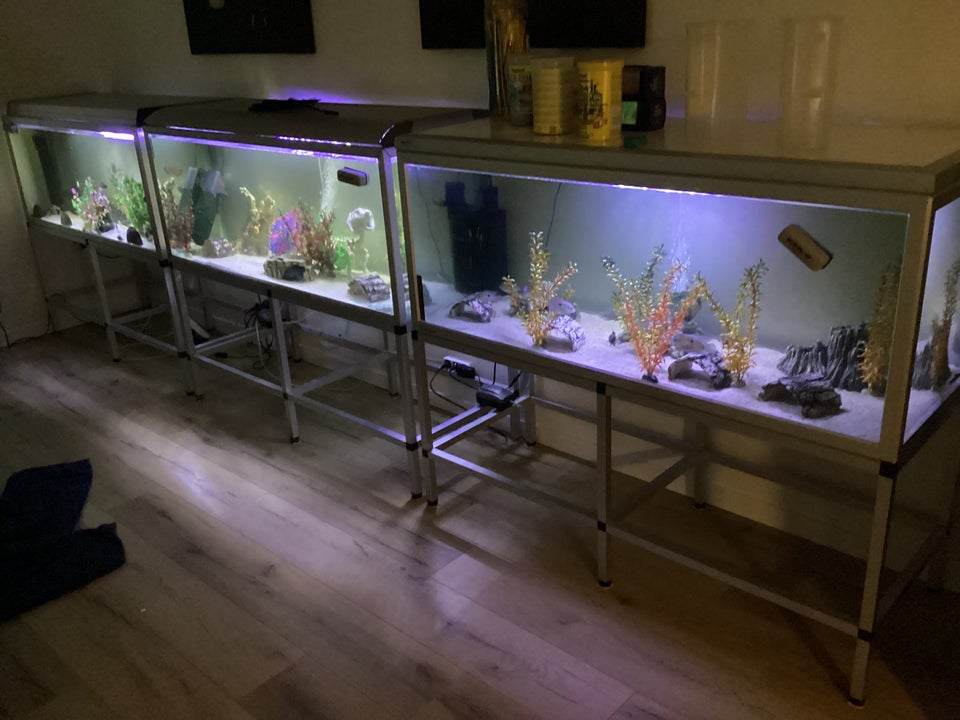 Akvarium, 325 liter, b: 130 d: 50 h: