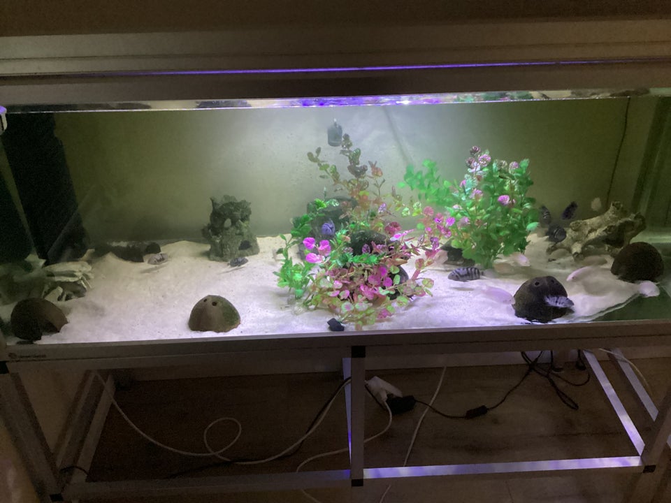 Akvarium, 325 liter, b: 130 d: 50 h: