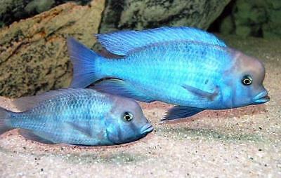 Malawi Blue Dolphin Cichlid