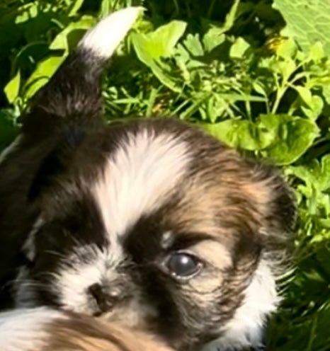 Shih tzu, flere hvalpe, 4 uger