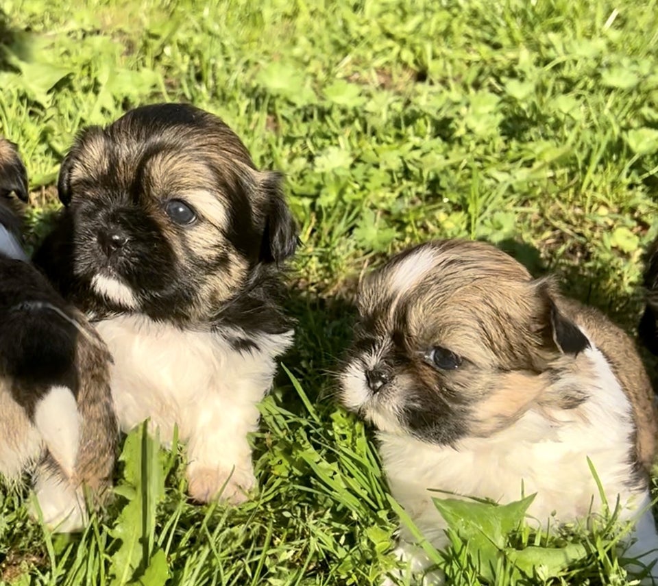 Shih tzu, flere hvalpe, 4 uger