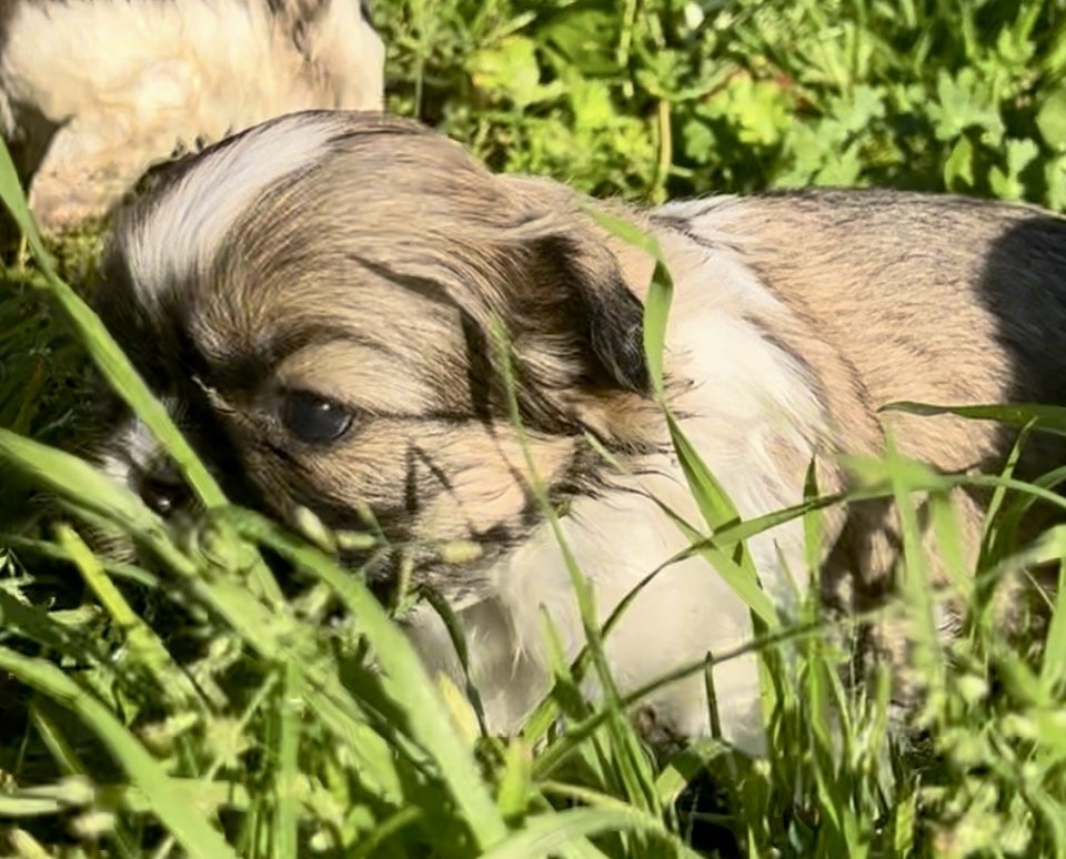 Shih tzu, flere hvalpe, 4 uger