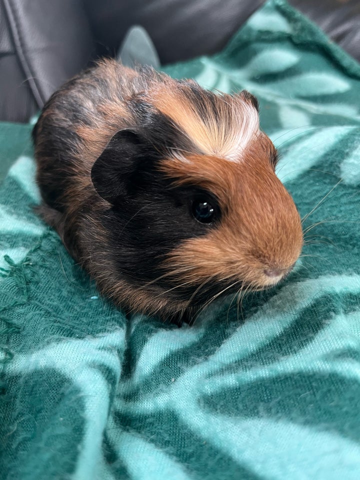 Marsvin, Crested, 0 år