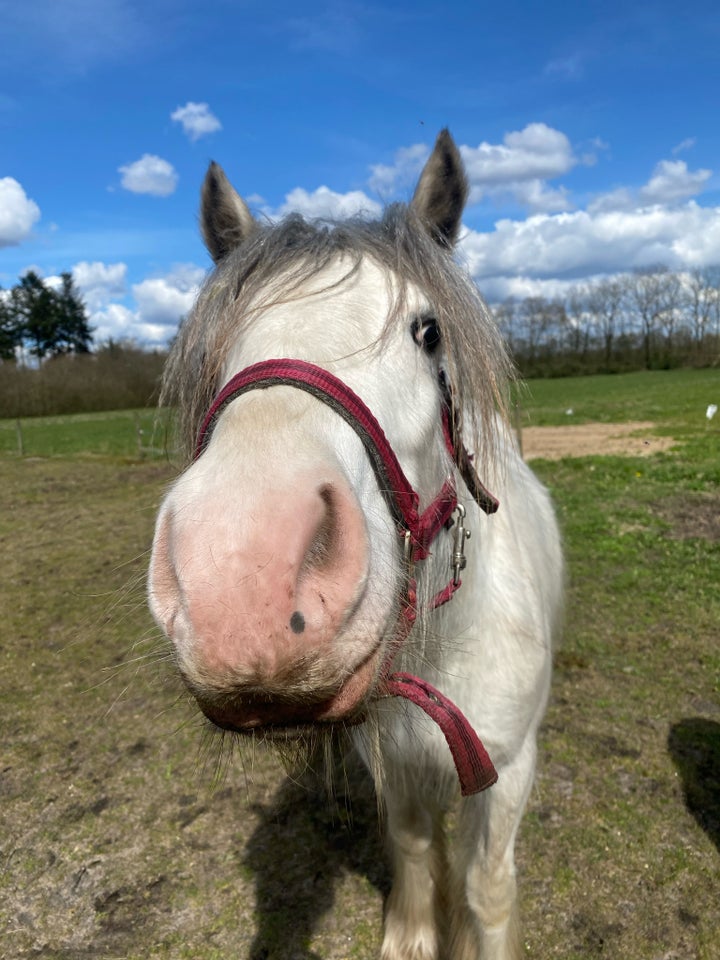 Irish Cob hoppe 2 år