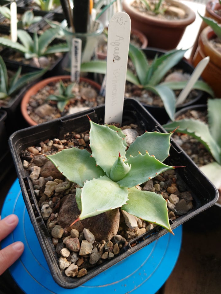 Sukkulent Agave isthmensis