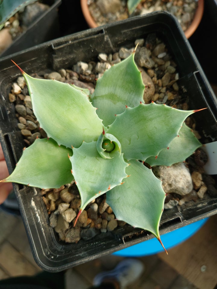 Sukkulent Agave isthmensis