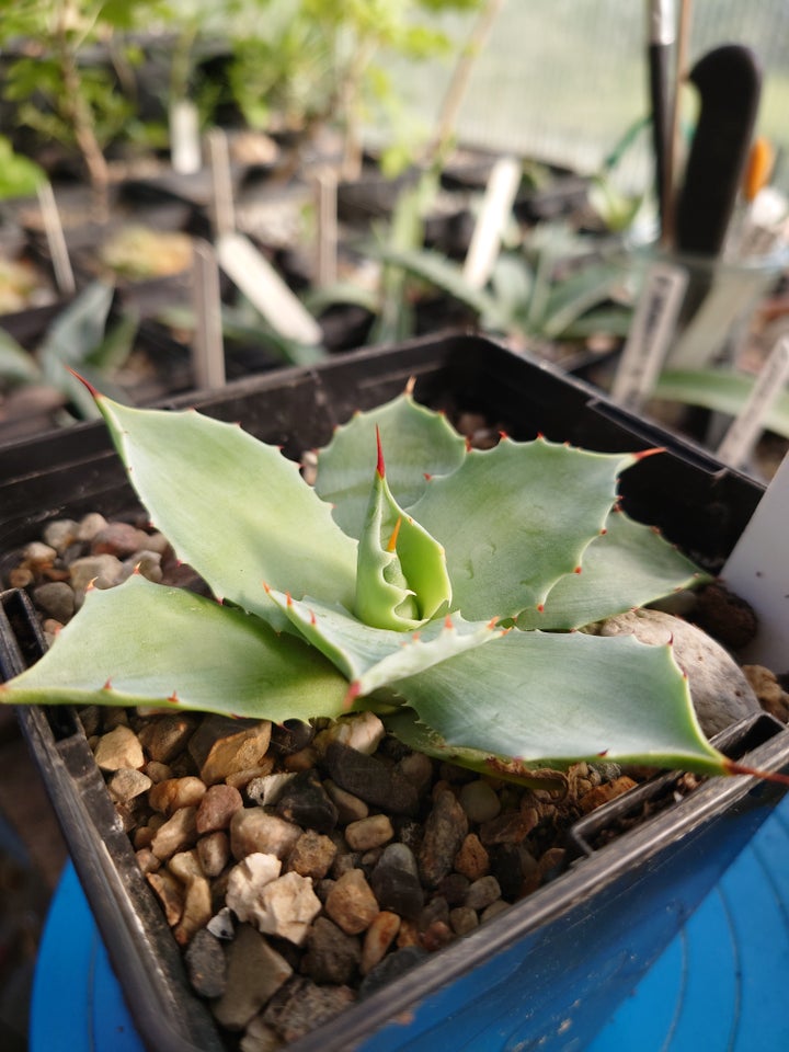 Sukkulent Agave isthmensis