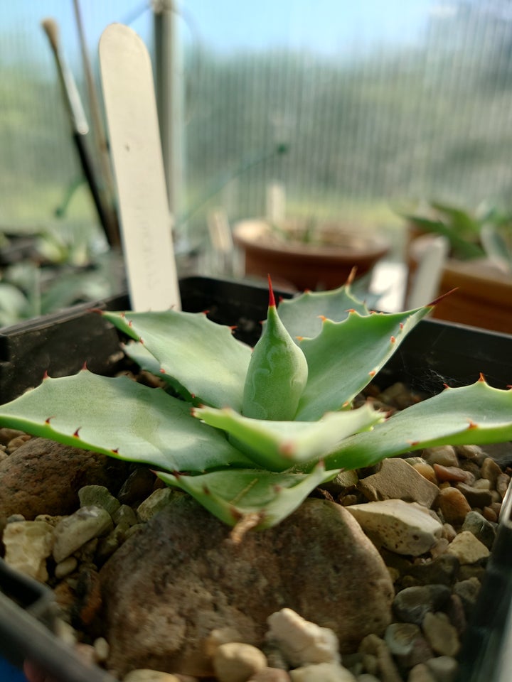 Sukkulent Agave isthmensis