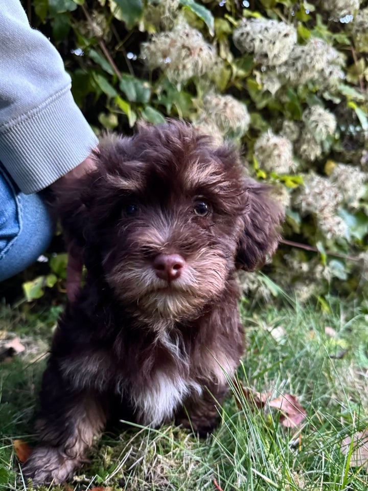 Bichon Havanais, hanhund, 9 uger