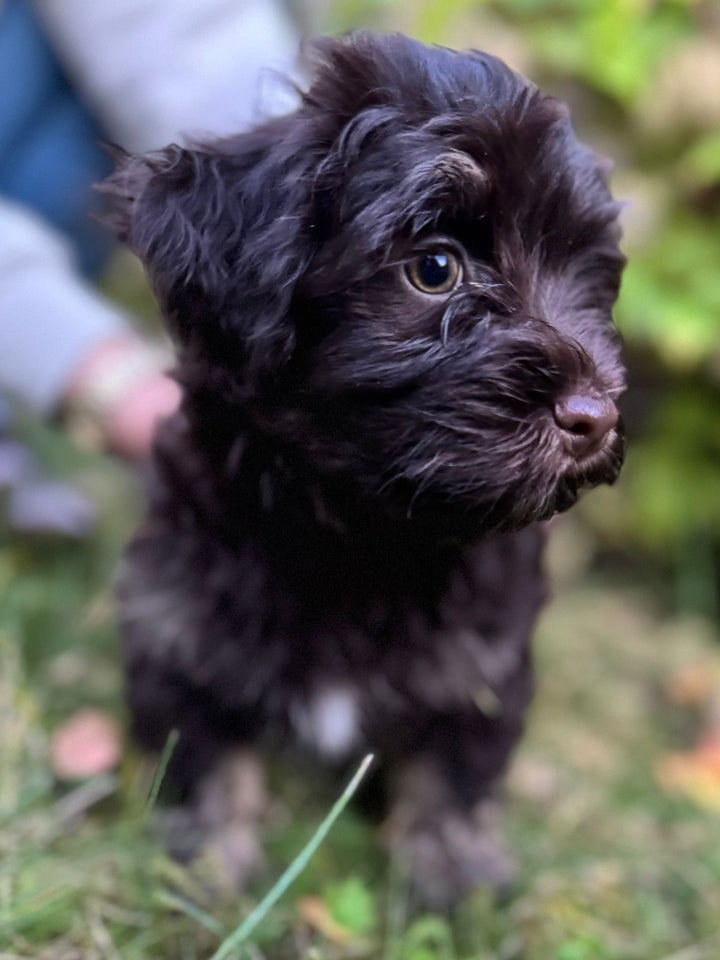 Bichon Havanais, hanhund, 9 uger