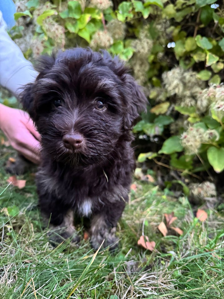 Bichon Havanais, hanhund, 9 uger