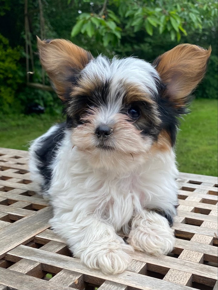 Yorkshire terrier biever tr