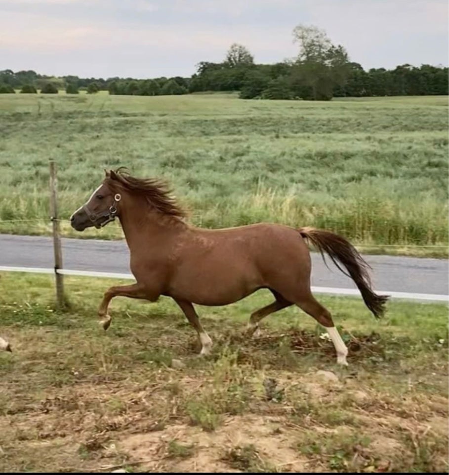 Welsh, hoppe, 6 år